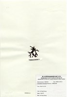 藏品(臺灣盾果藻)的圖片